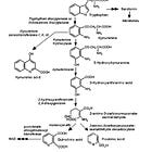 Spike protein (inc vax) induced immunodeficiency & carcinogenesis megathread #29: The tryptophan catabolite or kynurenine pathway and long COVID