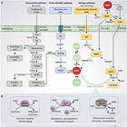 Pathophysiology of "brain fog"