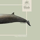 Researchers to record beaked whales around Guam