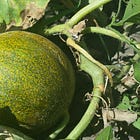 Why grow my own fruits and vegetables?