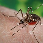 The Mad Unscientist and His Friends at Oxitec Are at it Again With GMO Mosquitoes.