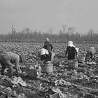 Arkansas History Notecard: WWII Winter Crops in Dermott