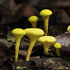 Blue Staining Powdery Sulfur Boletes, Red Heimioporus, and a Malaysian Old Man of the Woods