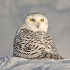 The Snowy Owls Are Coming For Us