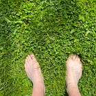 Lazy living lawn