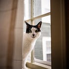 Ask Me Anything v.4