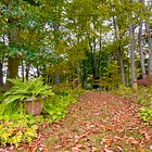 #3 What do you do with all your leaves?