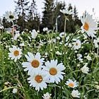 Syitä, miksi minun on vaikea olla aloittelija