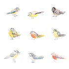 Winter Garden Birds Drawing Session