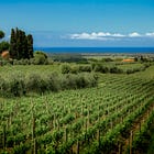 Bewildered by Italian Wine: Barbera, Barolo, Barbaresco, and More!