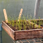 Sow and grow annual onions and shallots from seed 