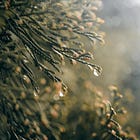 🌧️ The Hearthlight Chronicles – Day 20: Room for One More