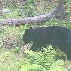 Bear, Bear, Everywhere