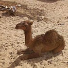 Hundreds of camels killed in North Darfur attack