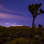 my night in the desert with shrooms and ants