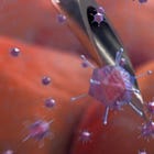 How the COVID “Vaccines” Cripple the Immune System | Part 5