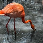 # 37 Looking for Flamingos and other Strange Pursuits