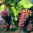 One Grape: Pinot Gris, Pinot Grigio - But Many Shades of Grey