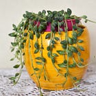 How to Care for a Clown’s Tears (Senecio herreianus) Plant