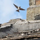How to feed and encourage birds naturally in gardens