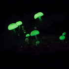 Photographing Bioluminescent Roridomyces