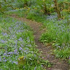 Hyacinthoides non-scripta | bluebells 