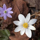 On Earth Day: Flowers of Naked Woods