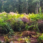 The heathland at Heathlake