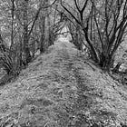 Walking the line: the ghosts of old railways