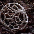 Stink Cages and Ghost Droppings: The Curious Tale of the White Basket Fungus