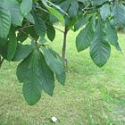 The Ultimate Garden Addition: Grow Pawpaw for Health and Ease