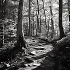 Story of a Trail