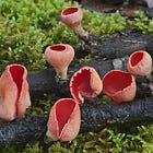 Haikus of a Forager II