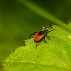Chronic Lyme Disease: fake diagnosis, but it's more complicated