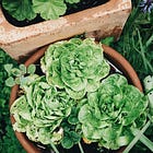 How to grow | lettuce