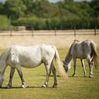 New survey results confirm UK’s loyalty to senior horses