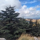 The Witness of the Cedars