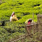 Ode to the Tea Gatherers