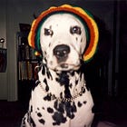 Bradley's Dalmatian