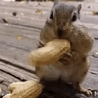 squirreling it away #1: pestos + pre-sautéed vegetables