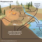 Phosphates and stupidity