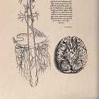 Nervus vagus