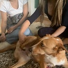 dog massage