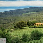 The Not-So-Simple Story of Maremma Toscana Wines