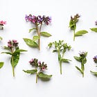 7 Pulmonaria to grow for spring ground cover 
