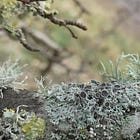 Lichens to Dye For: Part 1