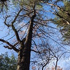 Our local pines