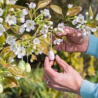 How to buy the best plants at a garden centre, the Small Garden Design course is back, and seven ways to beat slugs
