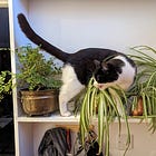 We Need Our Claws Out to Protect our Privacy and Fundamental Rights