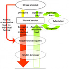 Here's some science on how to fix tendinitis 